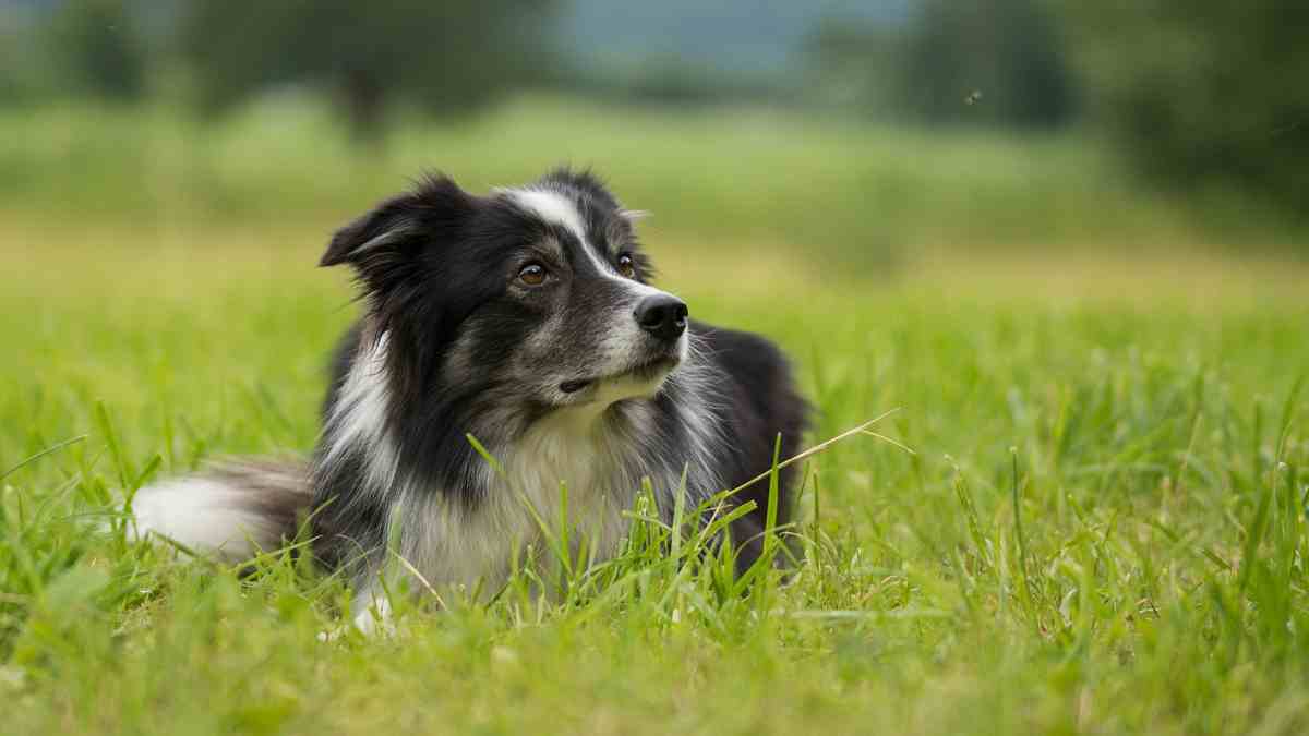 El perro se frota en hierba