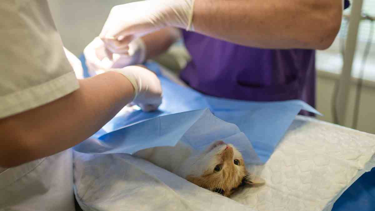 Medicina preventiva en veterinaria