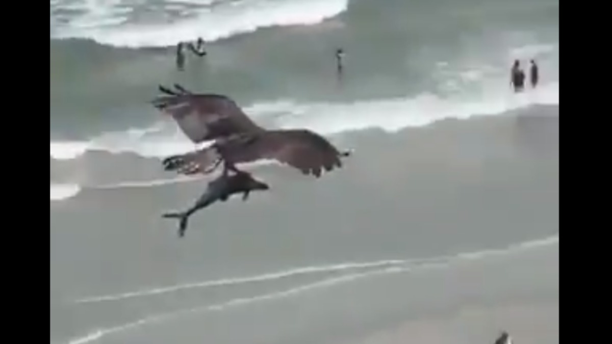 Twitter: Un águila se lleva un pequeño delfín o tiburón en una playa de Florida