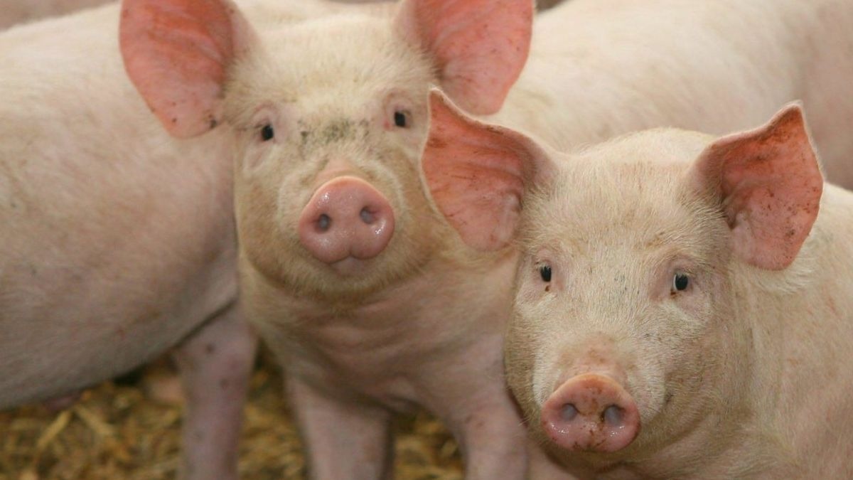 Se detecta en Reino Unido un caso de gripe porcina en humanos.