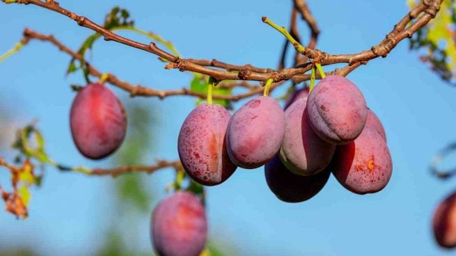 Beneficios de las ciruelas