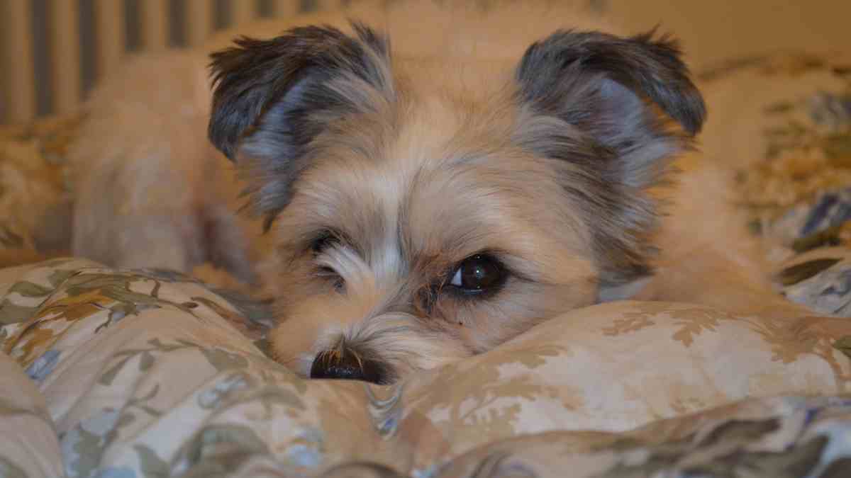 Alergia a mascotas en casa