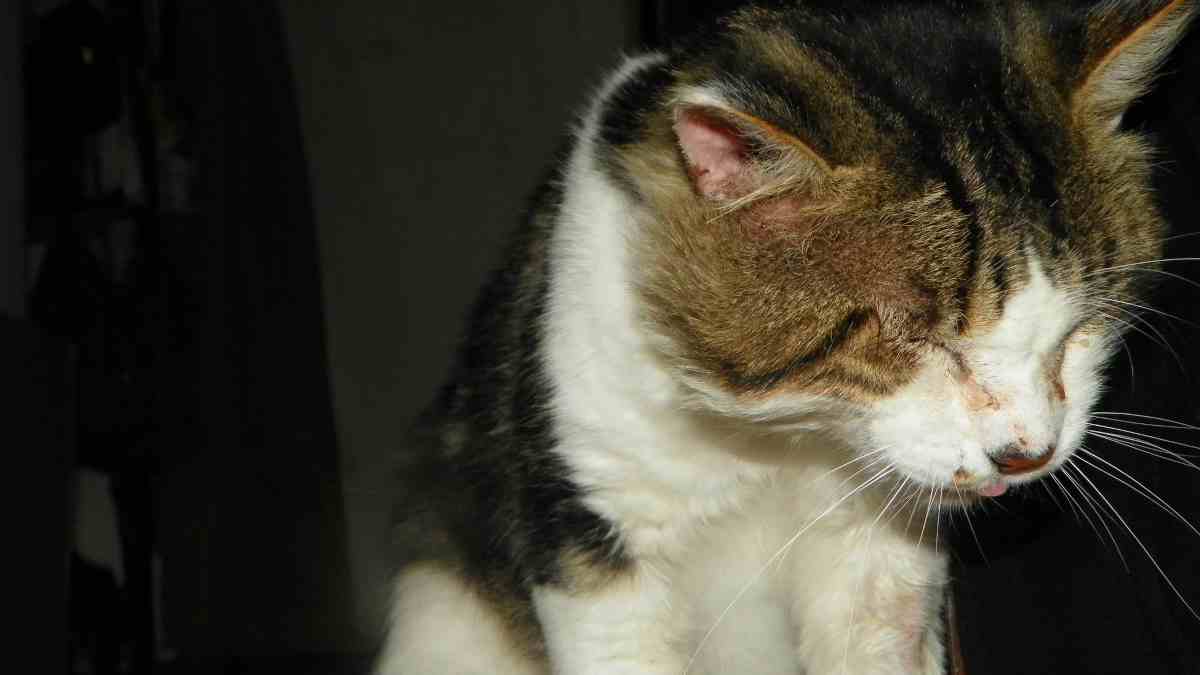 reloj suspender fibra Los síntomas que revelan que tu gato podría estar enfermo