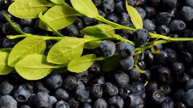 ¿Cuáles son los mejores alimentos del mes de julio?