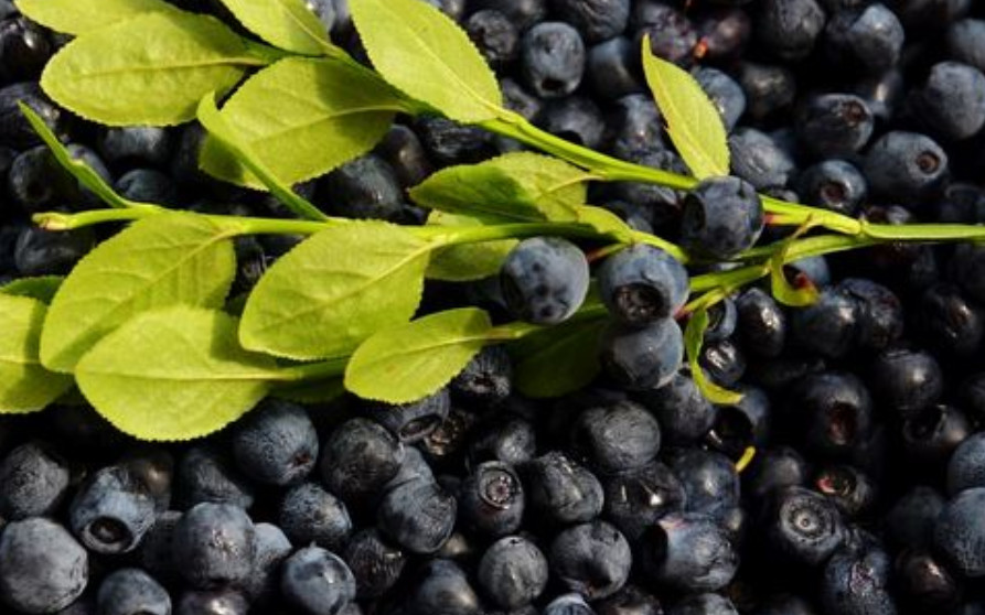 ¿Cuáles son los mejores alimentos del mes de julio?
