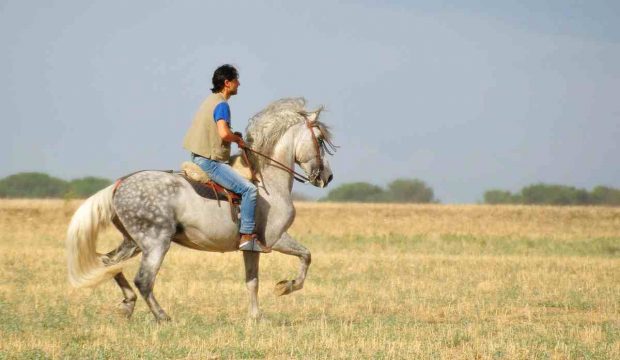 caballo emociones