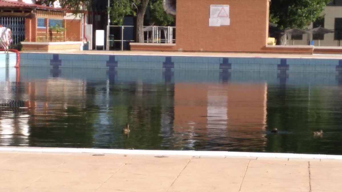 Los patos son los únicos que disfrutan de la principal piscina municipal.