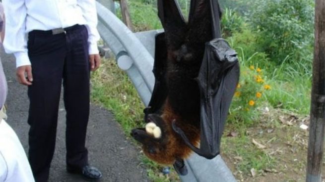 Twitter: Los murciélagos de grandes dimensiones aterrorizan las redes
