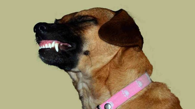 Cuidados dientes perro