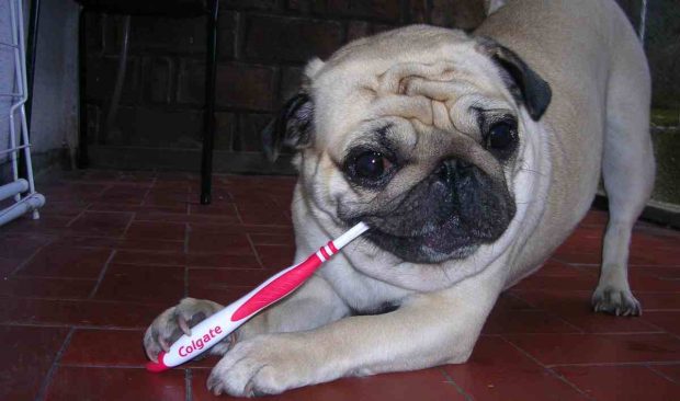 Higiene dientes perro