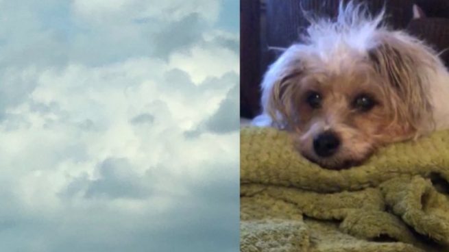 Twitter: Ve en el cielo el rostro de su perrita Sunny fallecida ese mismo día