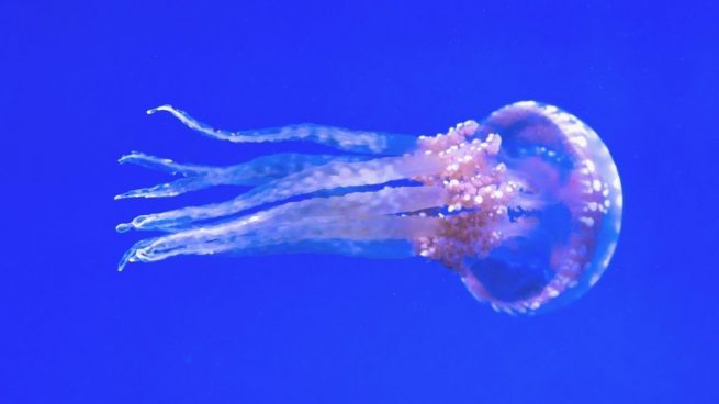 Qué debes hacer si te pica una medusa en la playa