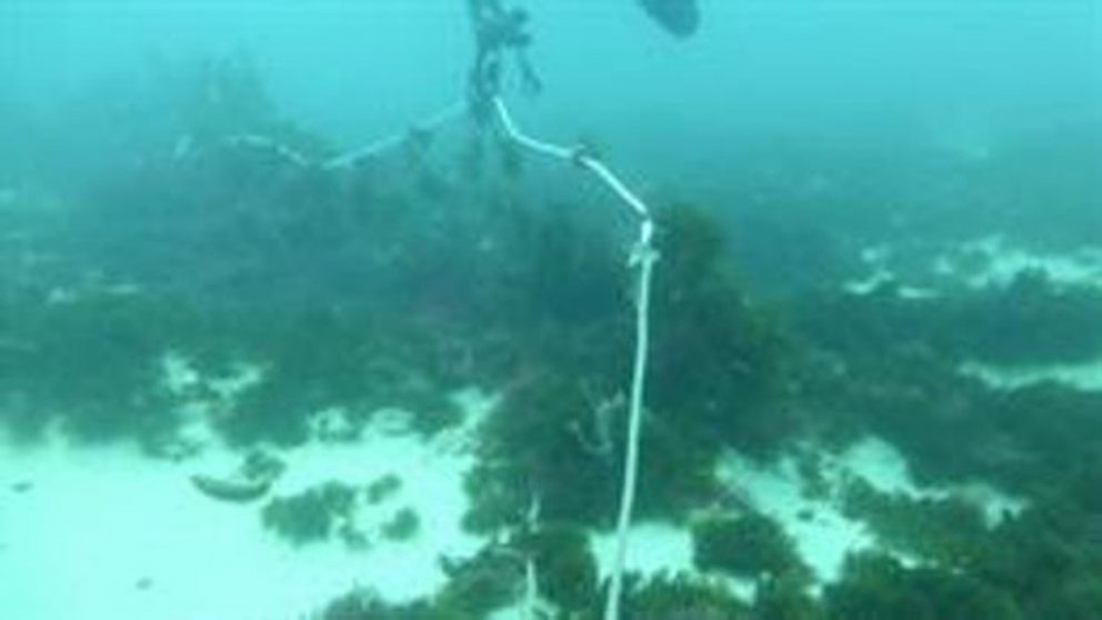 Ecologistas denuncian la pesca con redes de enmalle de deriva.