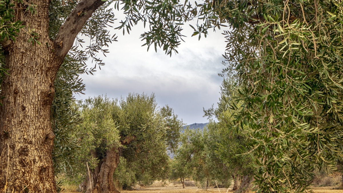 En la imagen un campo de olivos.