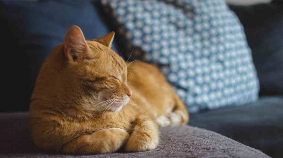 Los Pelos De Gato Son Dañinos