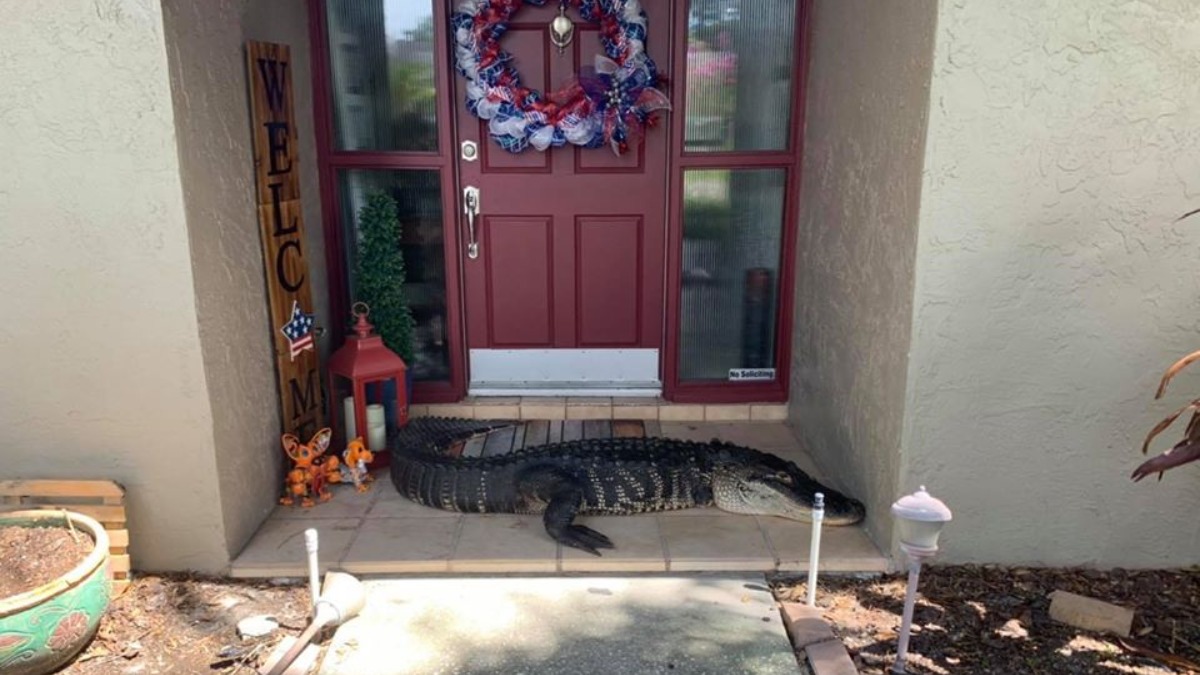 Facebook: Una familia se encuentra en la puerta de su casa con un cocodrilo de 3 metros
