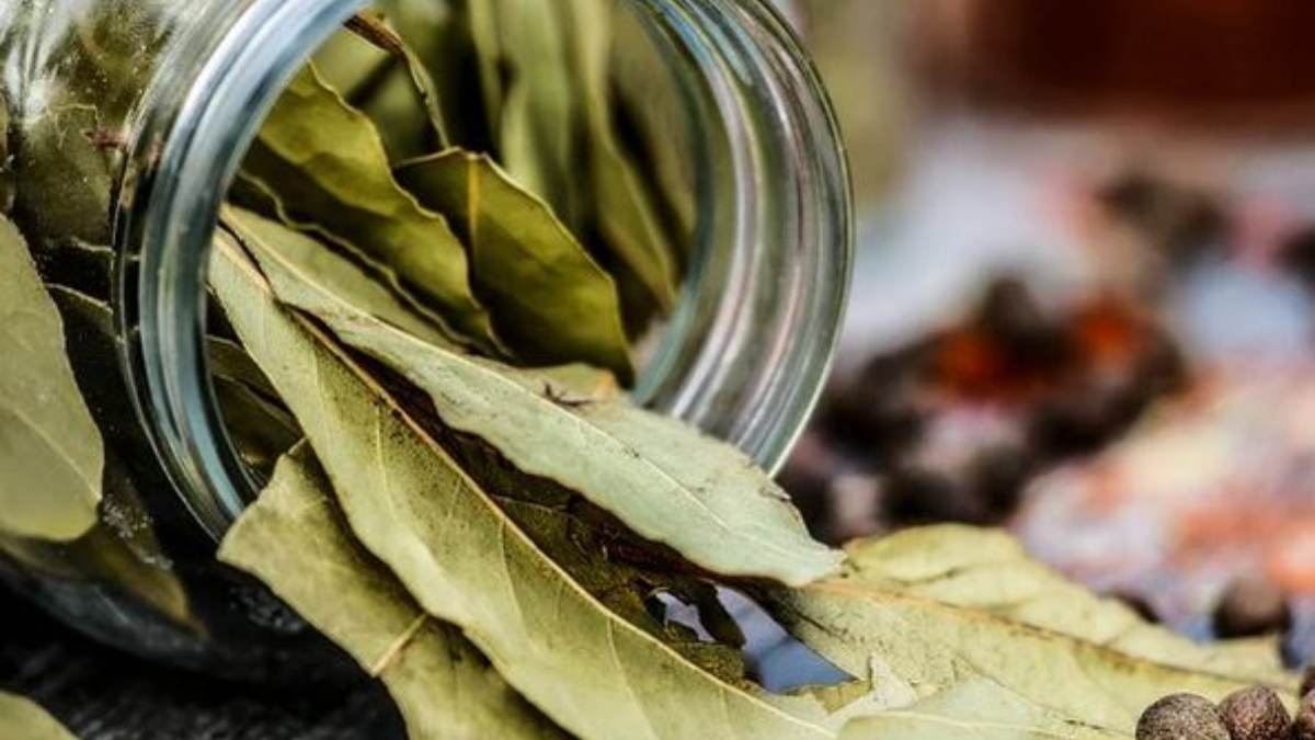 ¿Cuáles son los usos del laurel?