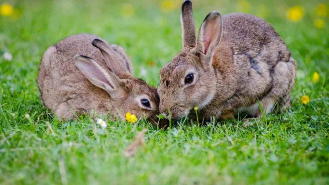 Enfermedades: mixomatosis en conejos
