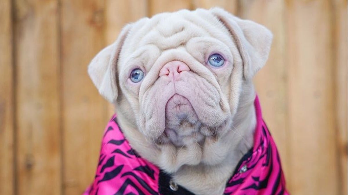 Instagram: Milkshake es un extraño pug rosa que triunfa en las redes sociales