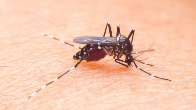 ¡Alerta Sanitaria! Más de 15.000 infectados de dengue en Singapur