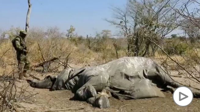 Descubren la causa de la misteriosa muerte de cientos de elefantes