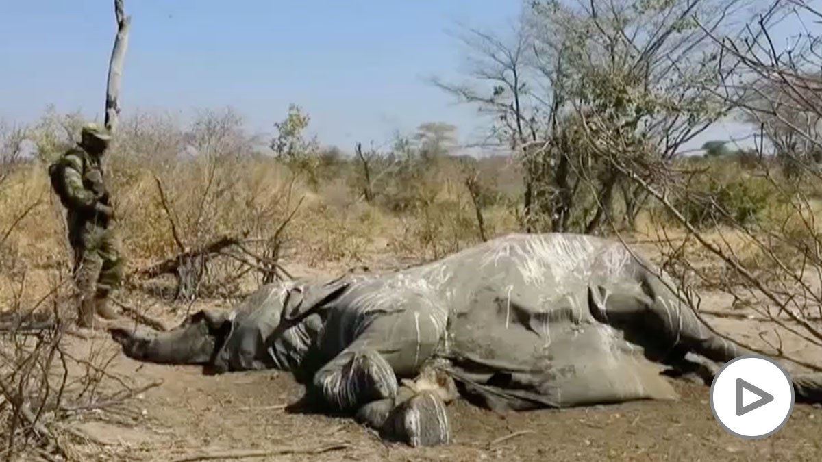 Descubren la causa de la misteriosa muerte de cientos de elefantes