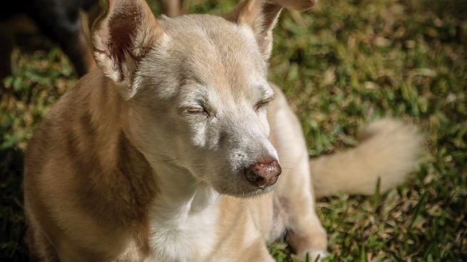 Sentido en perro anciano