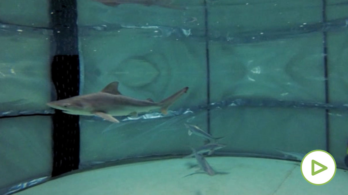 Nacen por primera vez ocho tiburones grises en el Oceanogràfic de Valencia