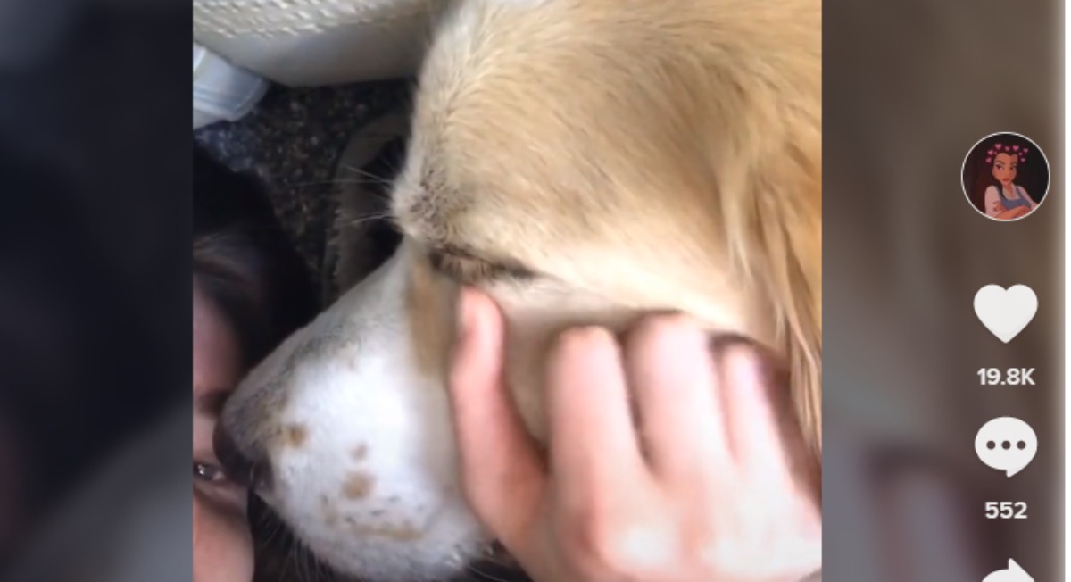 TikTok: Se despide entre lágrimas de su perro enfermo de cáncer terminal