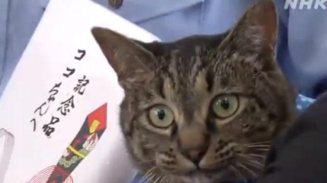 Twitter: Galardonan a un gato que ayudó a salvar la vida de un anciano