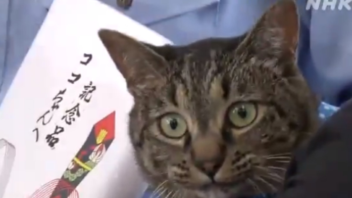 Twitter: Galardonan a un gato que ayudó a salvar la vida de un anciano