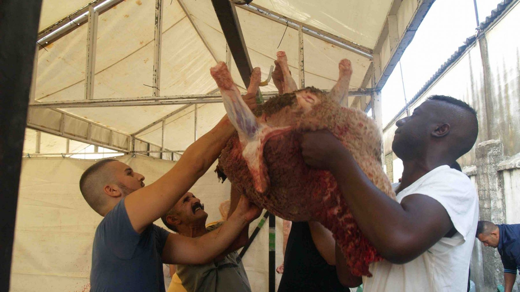 Los musulmanes de Ceuta celebran su Pascua con el sacrificio de corderos.