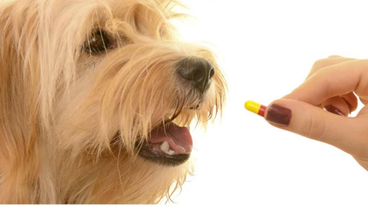 Qué medicamentos humanos no a perro?