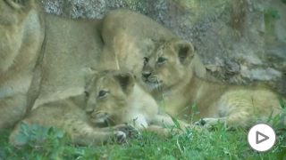 leones-roma-zoo