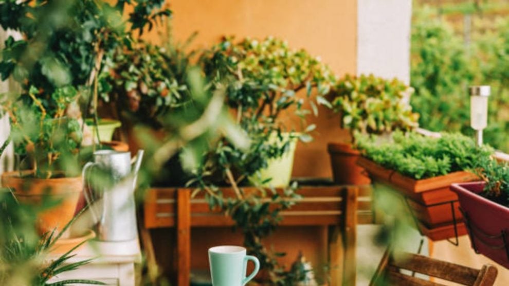 Los mejores trucos para que las plantas de casa sobrevivan si te vas de vacaciones Guiadelacasa Los mejores trucos para que las plantas de casa sobrevivan si te vas de vacaciones Guiadelacasa
