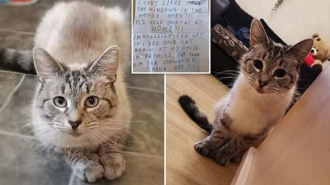 Twitter: Un gato regresa a casa con una nota en la que amenazan con secuestrarle