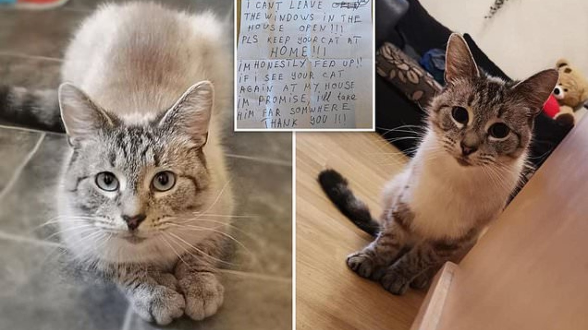 Twitter: Un gato regresa a casa con una nota en la que amenazan con secuestrarle