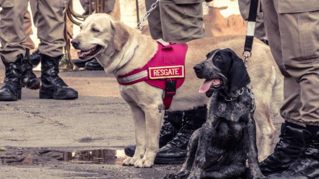 Perro mediador