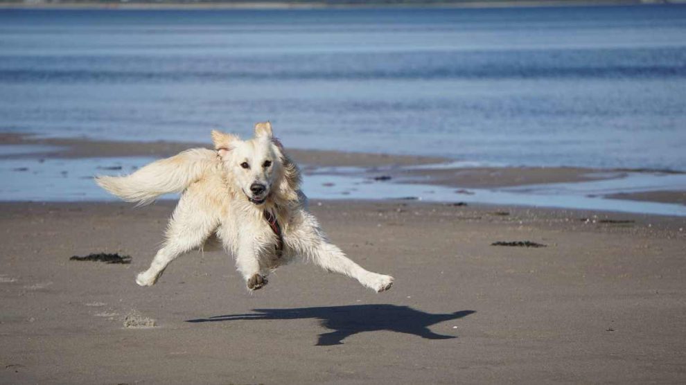 nadar en agua salada es malo para los perros