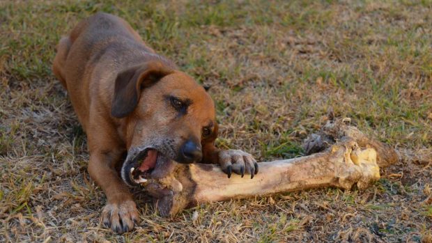 Juguete para perro