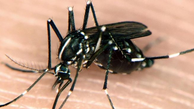 Por qué hay muchos más mosquitos tigre este verano