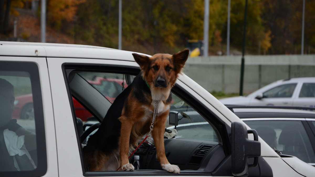 Viajar con perros en el coche