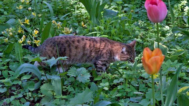 Plantas con riesgo en gatos