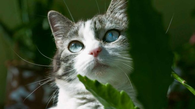 Plantas nocivas para gato