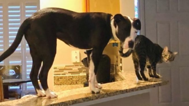 Instagram: Mako es un perro de raza Pitbull que cree que es como sus compañeros gatos