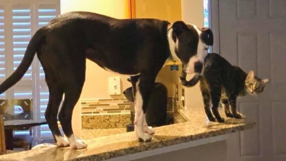 Instagram: Mako es un perro de raza Pitbull que cree que es como sus compañeros gatos