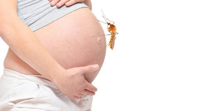mosquitos embarazo