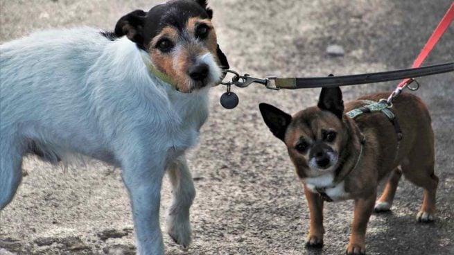 Perros en la lluvia