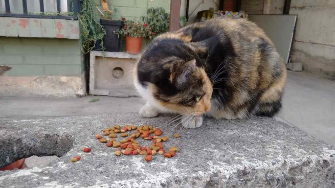 Gato comiendo