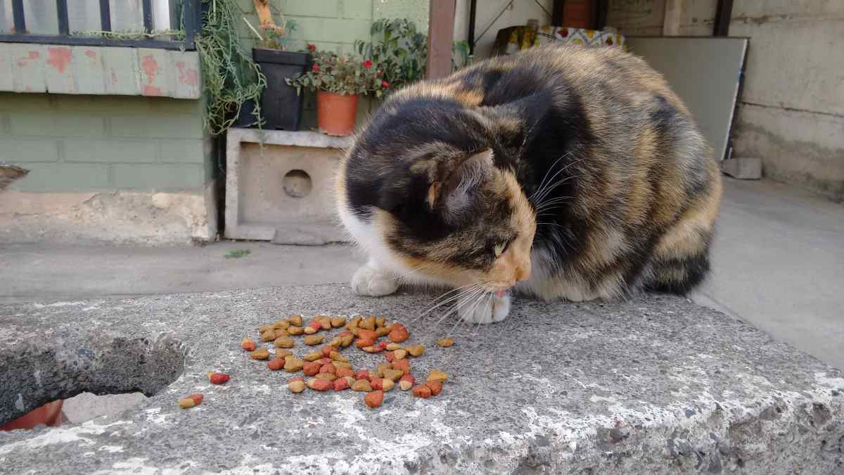 Nutrientes para gatos